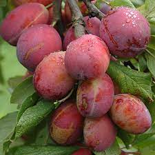 PLUM DUO - Image 2