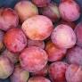 Plum Victoria - Image 4