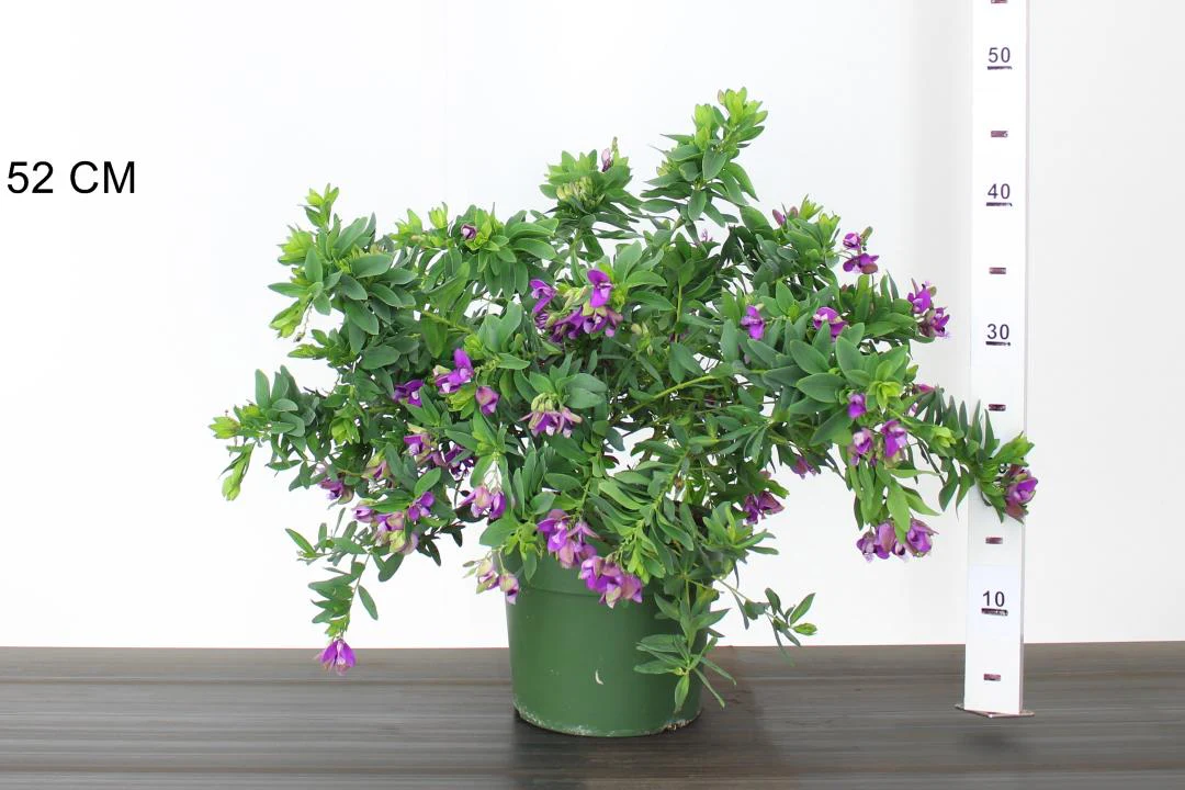 Polygala myrtifolia - Image 3