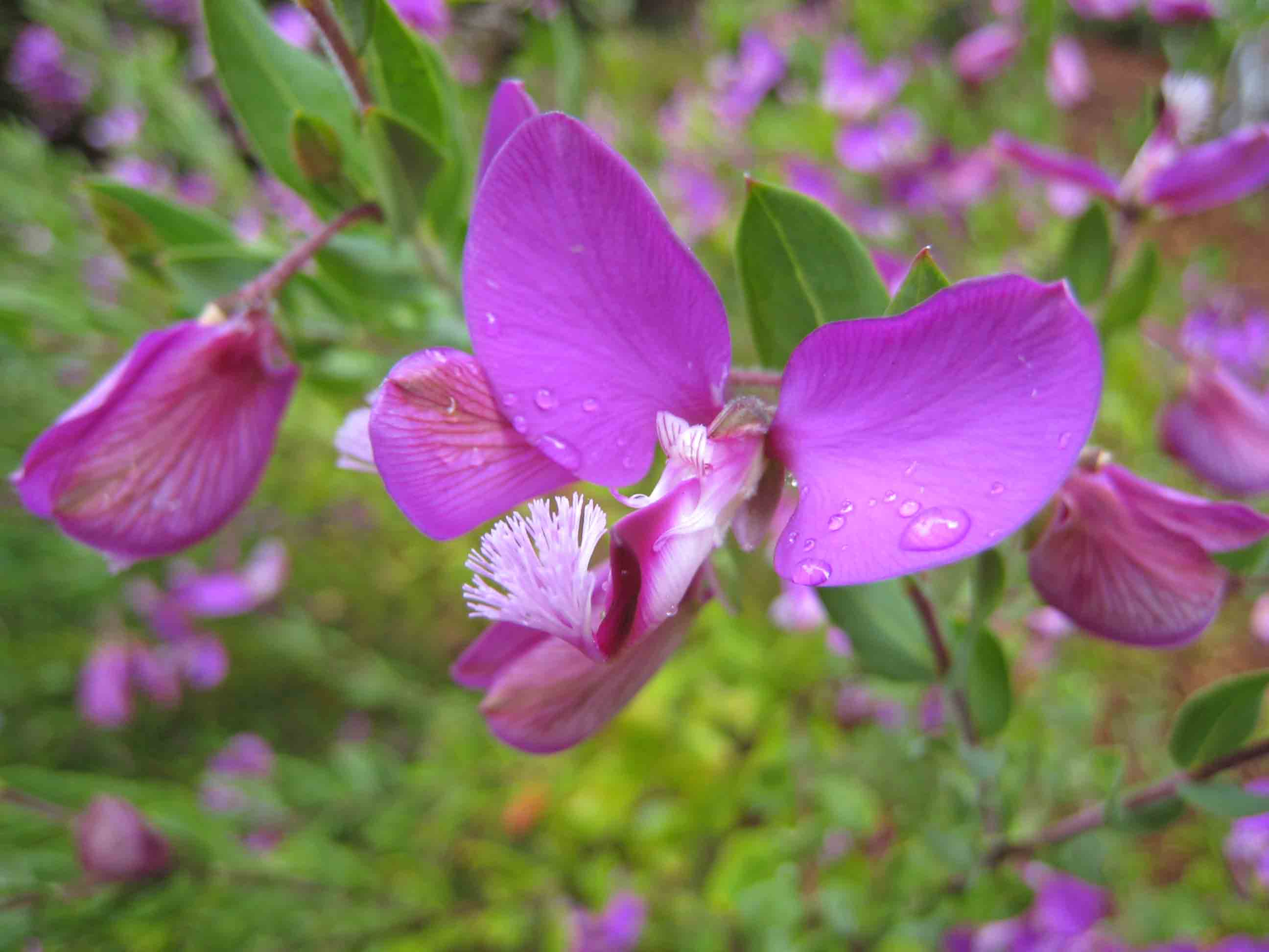 Polygala myrtifolia - Image 4