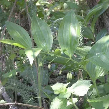 POLYGONATUM comm. giganteum - Image 2