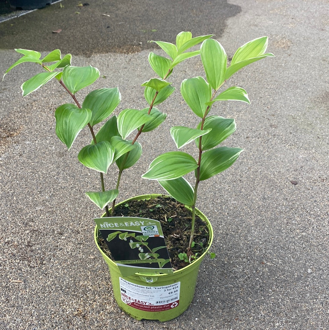 Polygonatum fal. Variegatum - Image 2