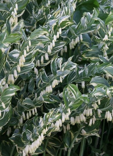 Polygonatum falcatum striatum
