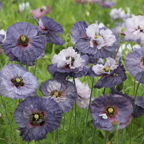 Poppy Amazing Grey - Image 4