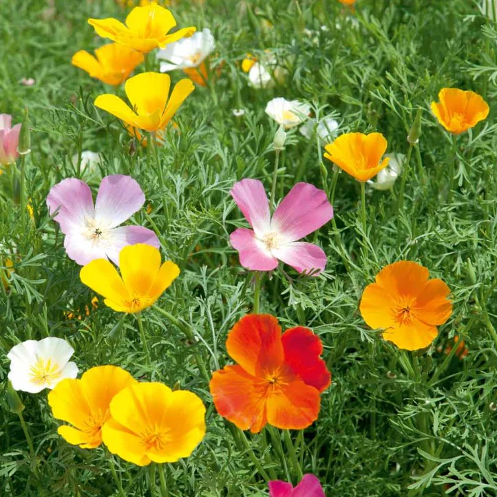 Poppy Californian Superb Mix - Image 3