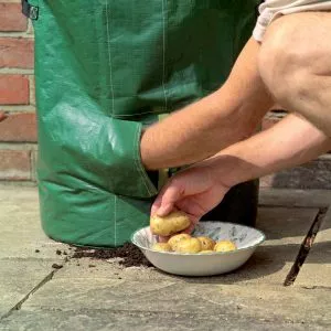Potato Planter Bag - Image 2