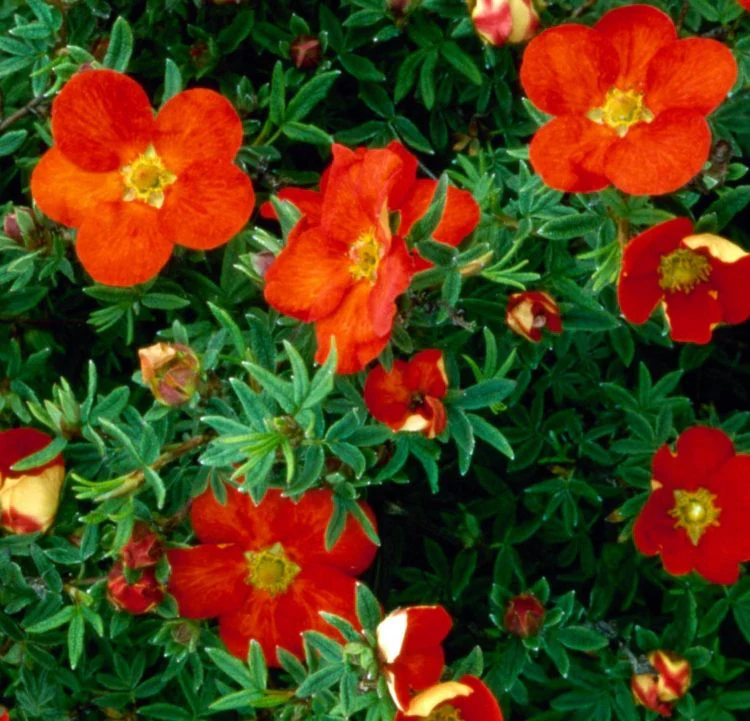 POTENTILLA FRUT. RED ACE