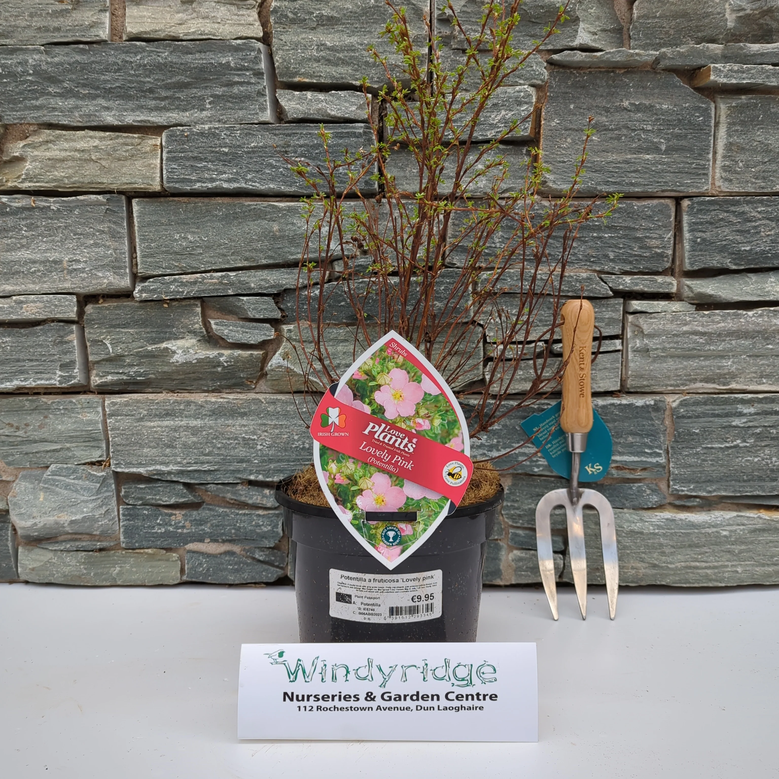 Potentilla Lovely Pink - Image 2