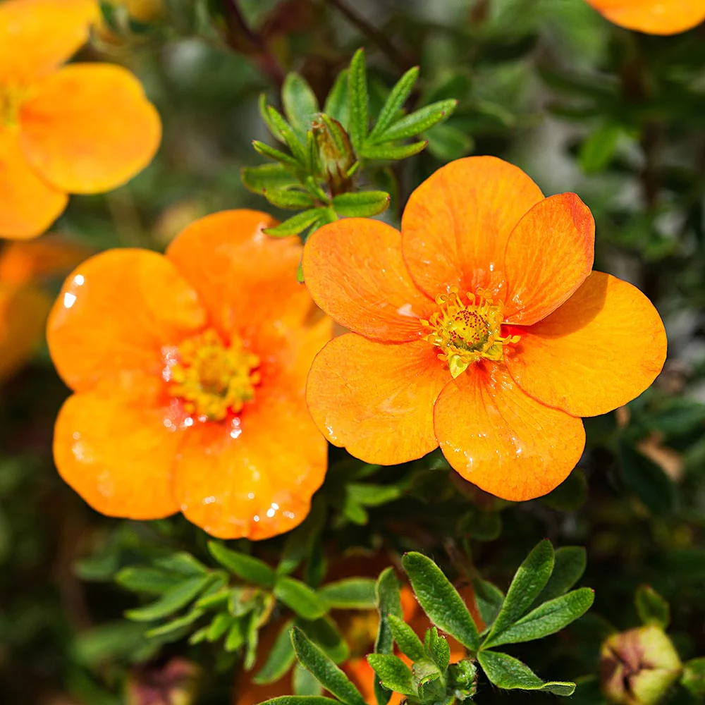 Potentilla tangerine - Image 2