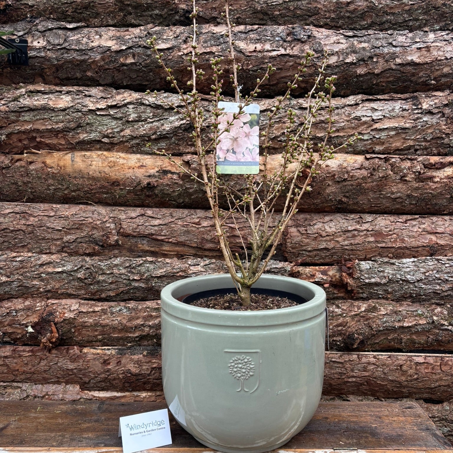 Potted Flowering Cherry in a 44 cm pot