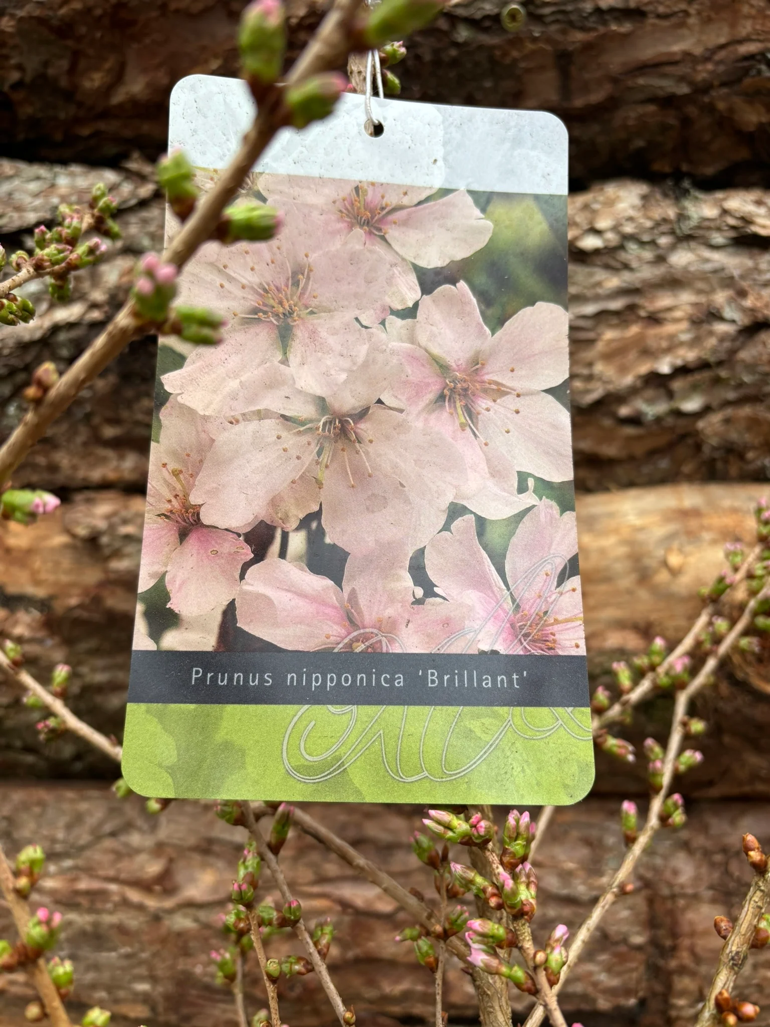 Potted Flowering Cherry in a 44 cm pot - Image 2