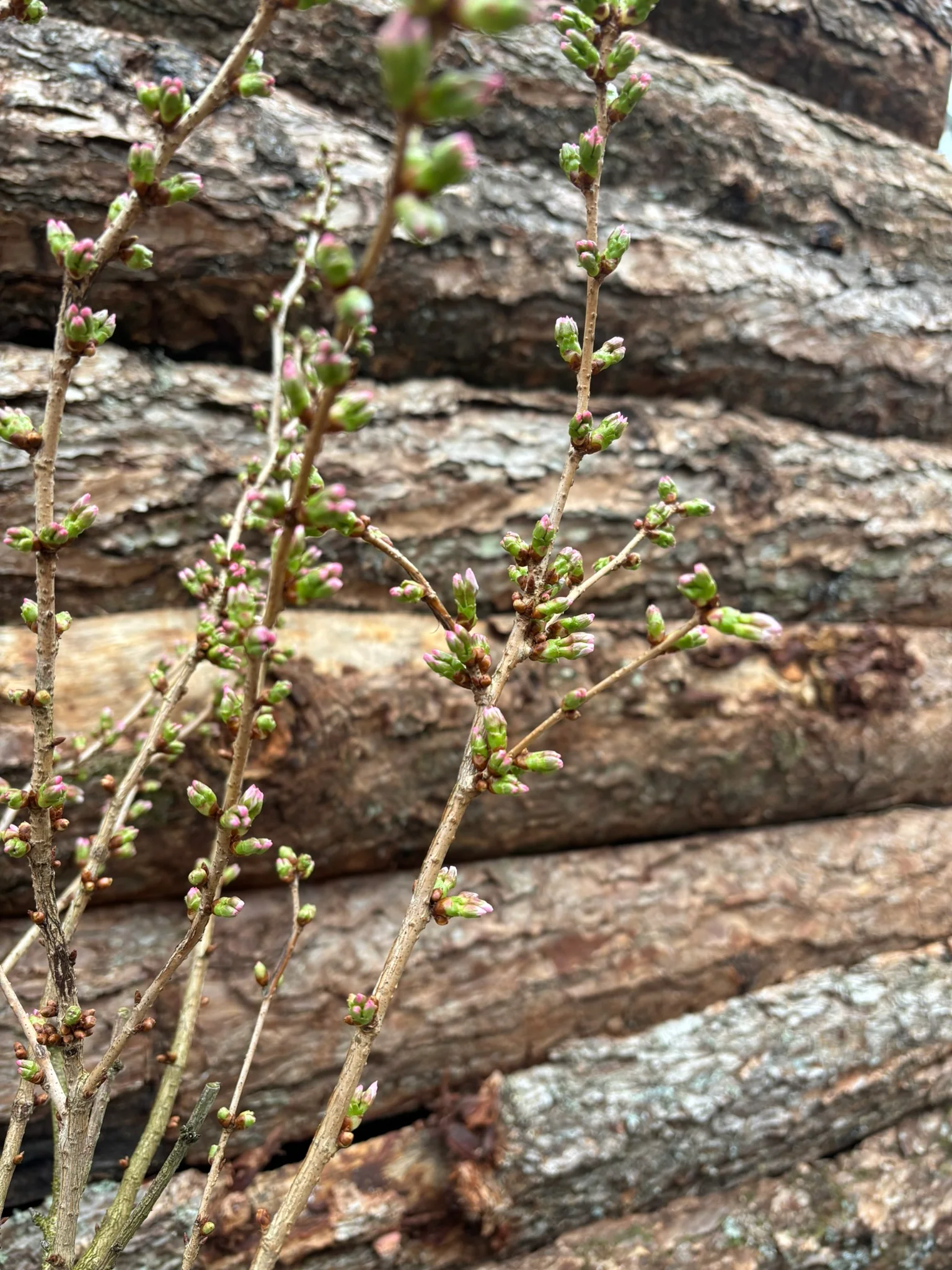 Potted Flowering Cherry in a 44 cm pot - Image 3