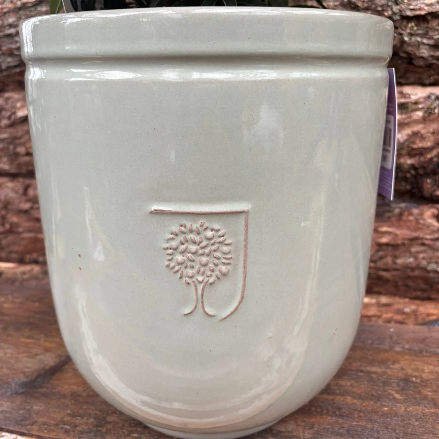 Potted Rhododendron in a 24 cm pot - Image 4