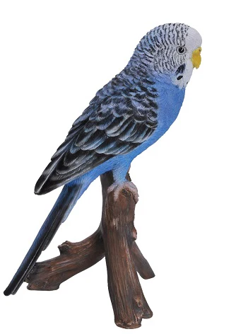 PP Budgerigar Blue F