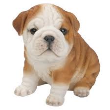 PP Bulldog Puppy F