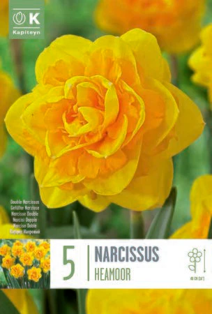 PREM NARCISSUS DBL HEAMOOR X 5