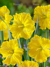 PREM NARCISSUS GOLD DISC X 4 - Image 2