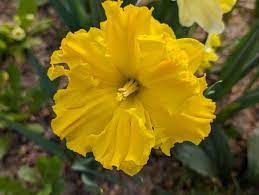 PREM NARCISSUS GOLD DISC X 4 - Image 3