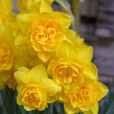 PREM NARCISSUS  HEAMOOR X 5 - Image 2