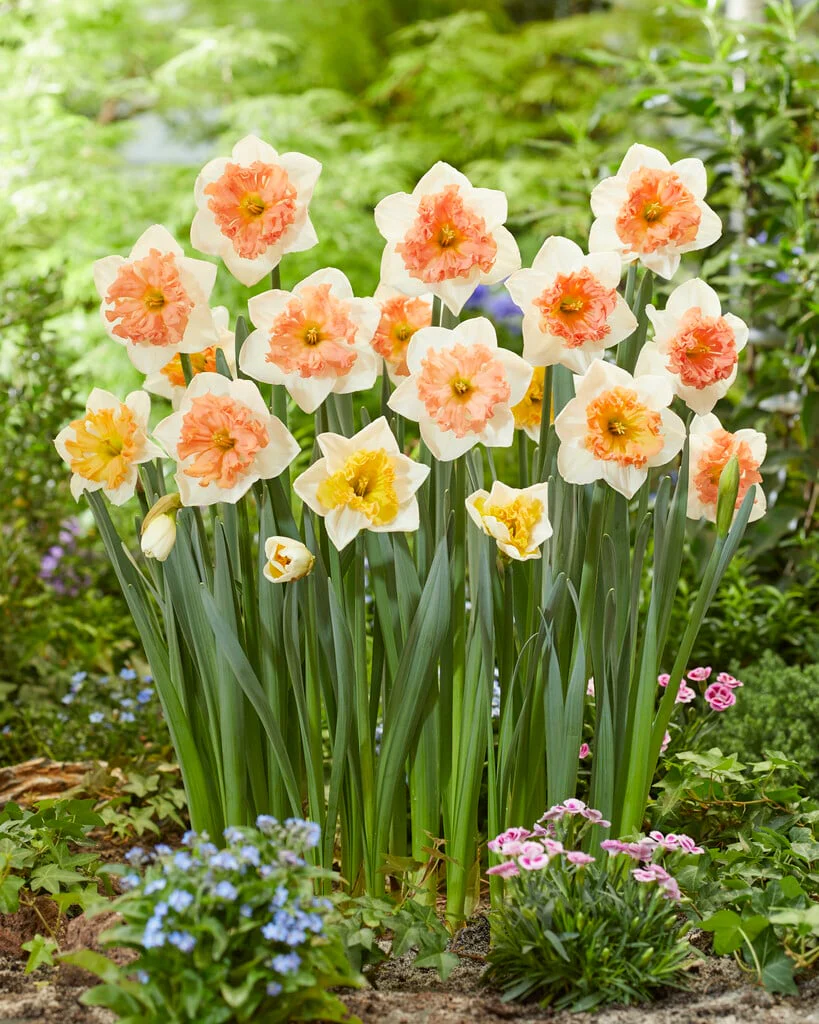 PREM NARCISSUS  HUNGARIAN RHAPSODY X 5 - Image 2