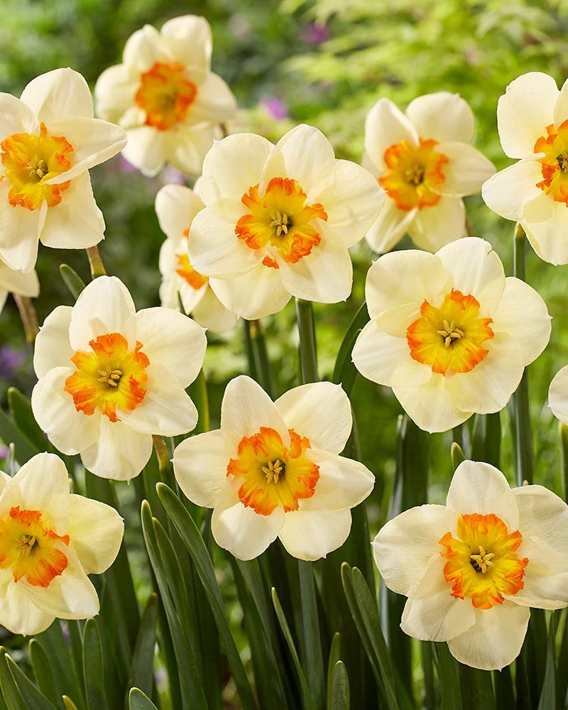 PREM NARCISSUS  INFINITE JOY X 4 - Image 2