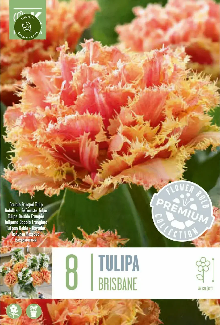 PREM TULIP BRISBANE X 8