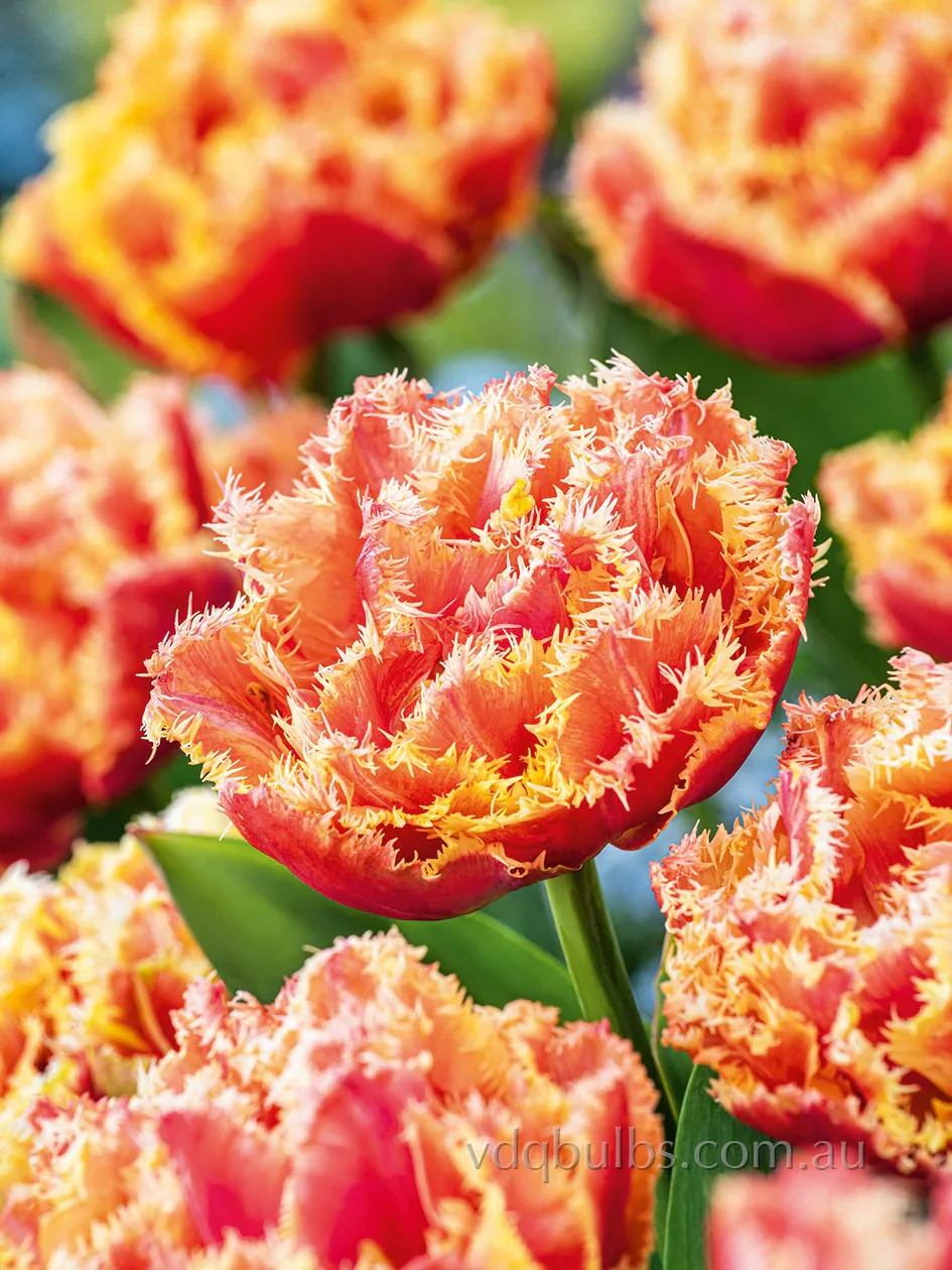 PREM TULIP BRISBANE X 8 - Image 2