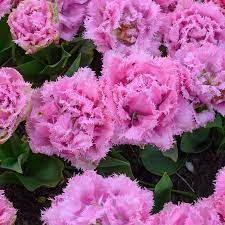 PREM TULIP CAIRNS X 8 - Image 2