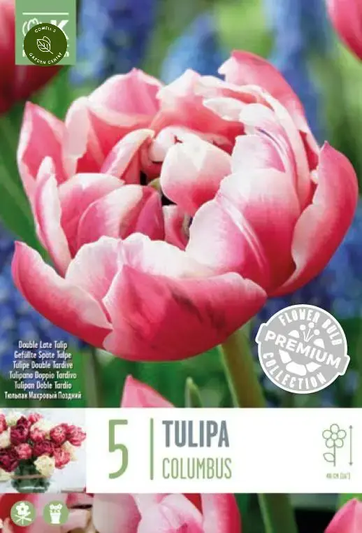 PREM TULIP DOUBLE LATE COLUMBUS X 5