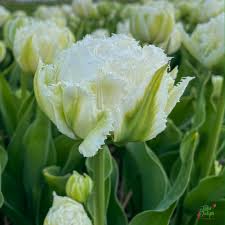 PREM TULIP SNOW CRYSTAL X 8 - Image 2