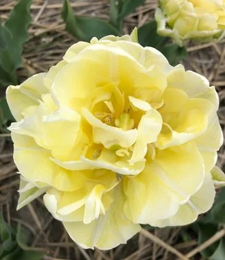 PREM TULIP VANILLA COUP X 8 - Image 2