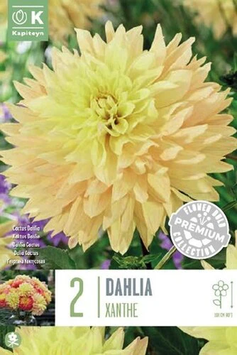 PREMIUM DAHLIA XANTHE 2 UNITS