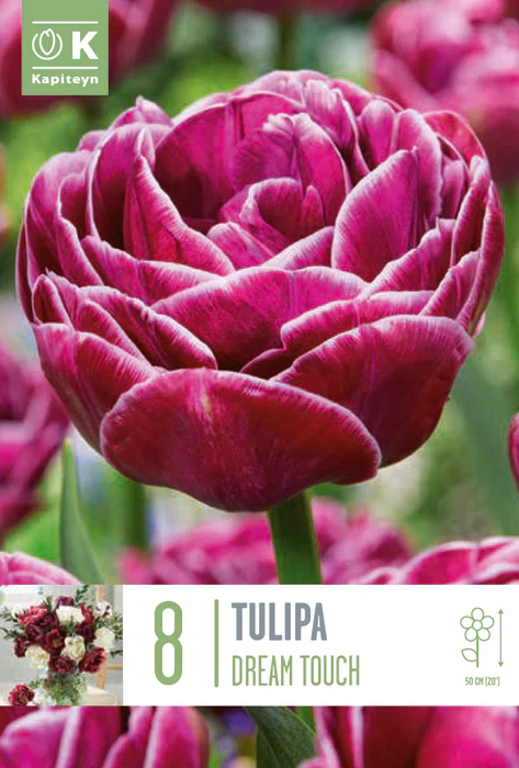PREMIUM TULIPS DOUBLE LATE DREAM TOUCH