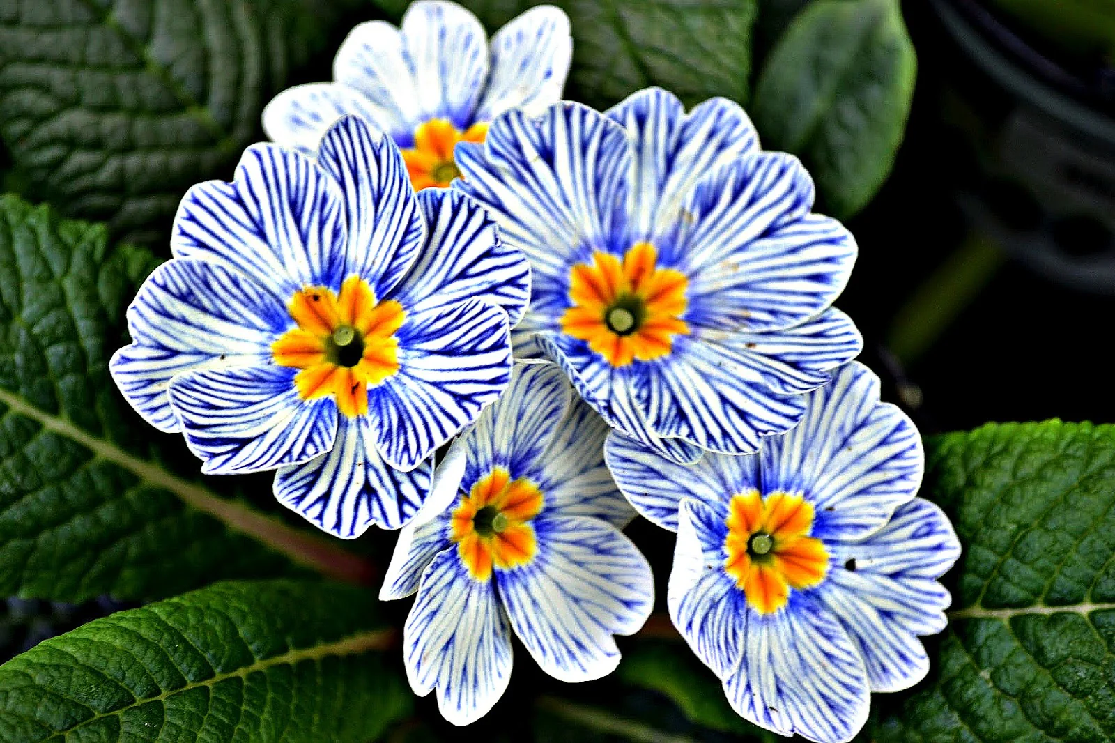 Primrose 3L