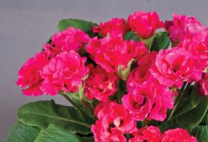 Primula ac. Rosanna