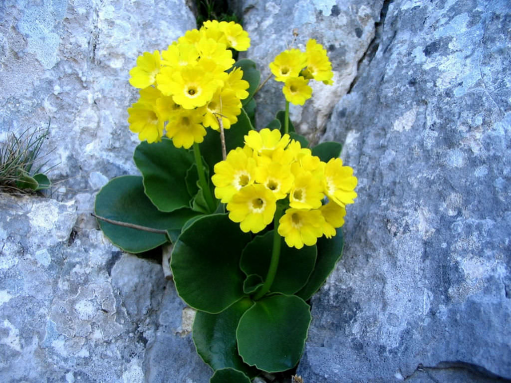 Primula auricula