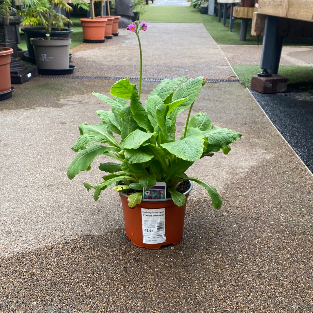 Primula beesiana