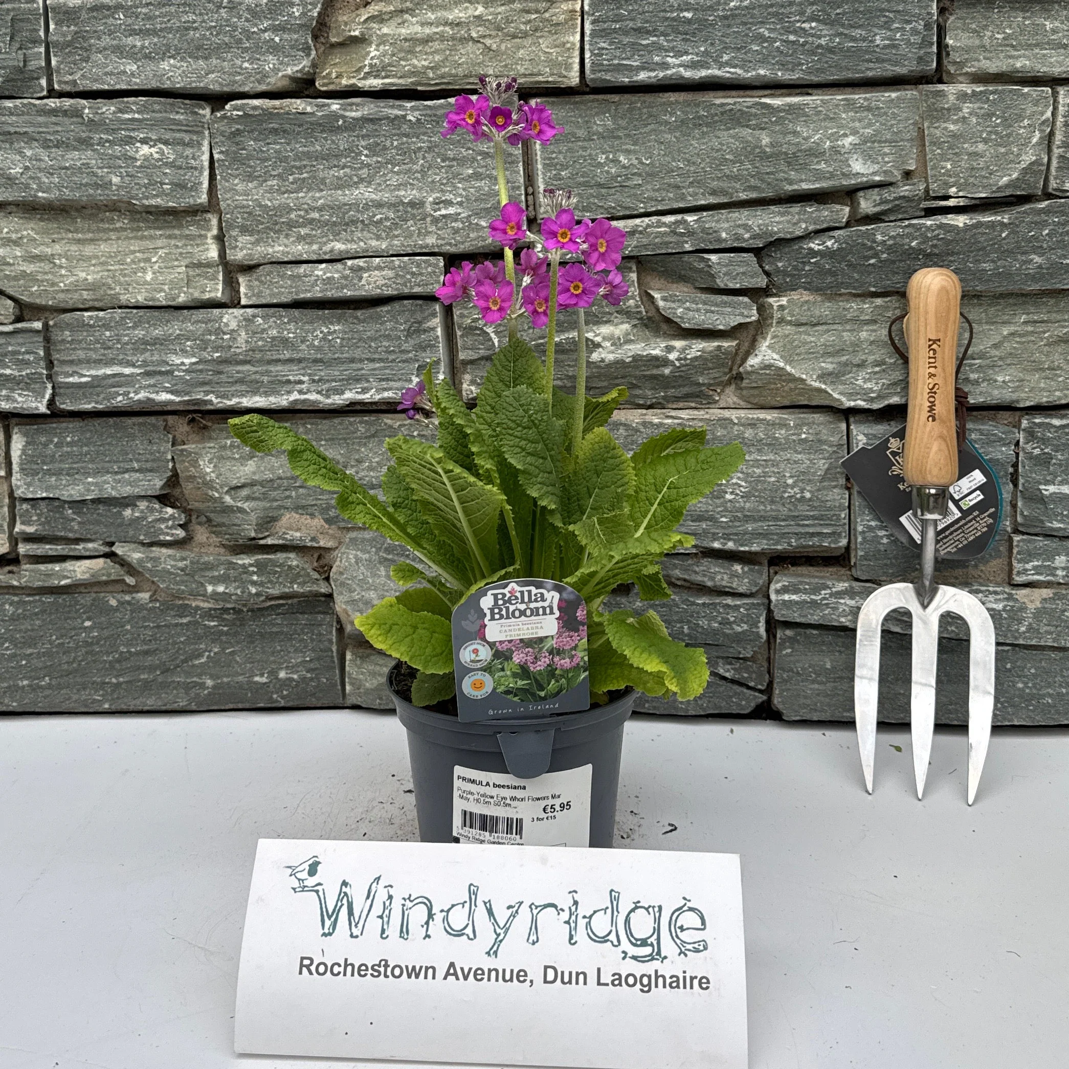 PRIMULA beesiana MUST ALL BE IN FLOWER