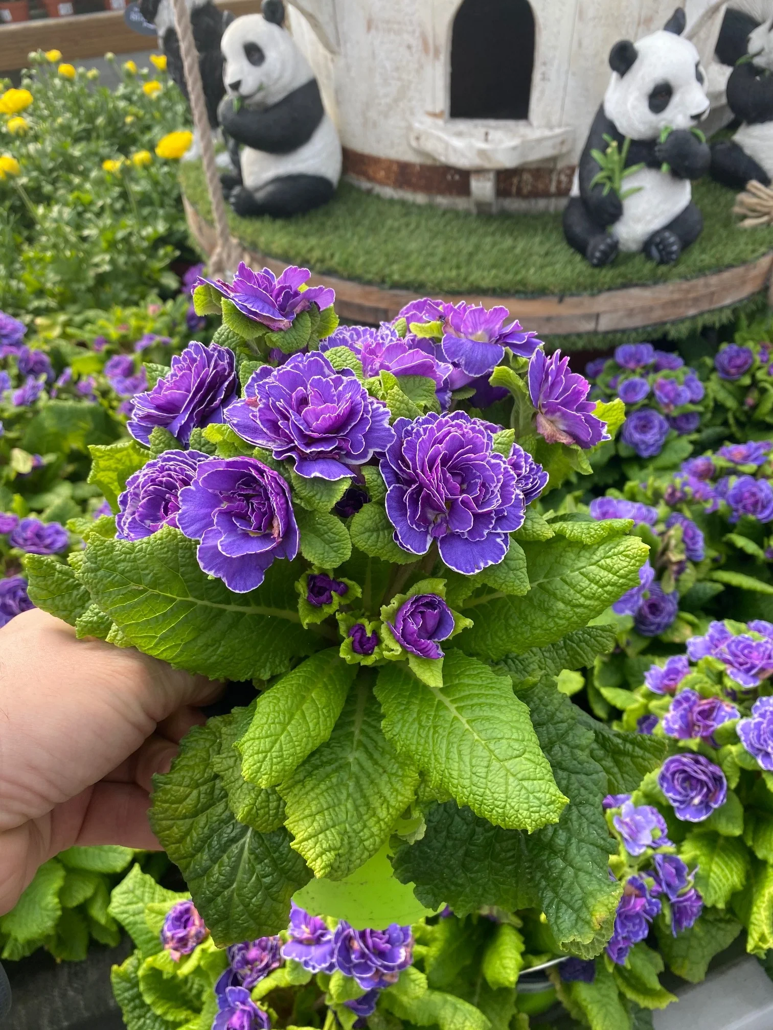 Primula Belarina 1 Ltr - Image 2