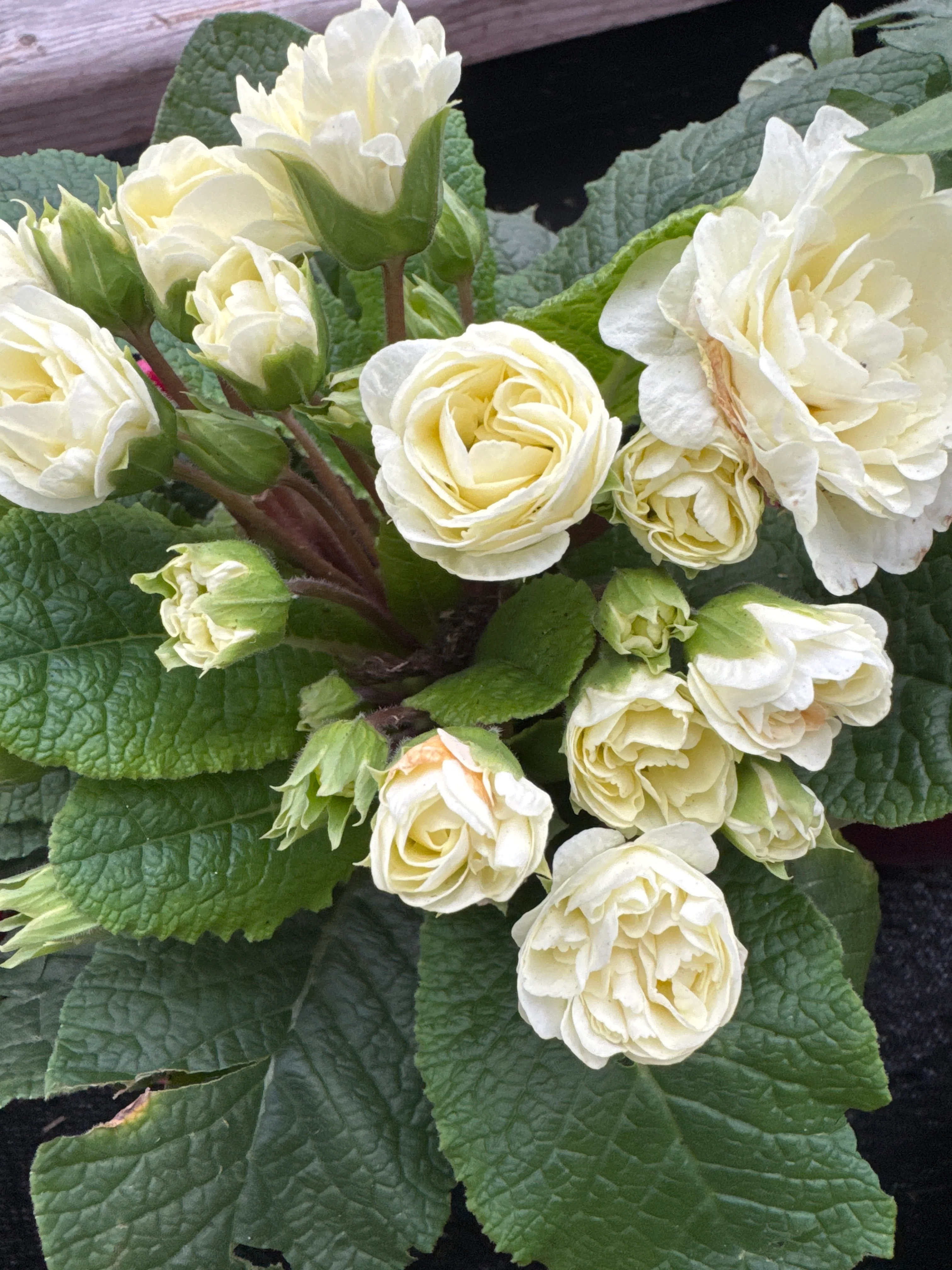 Primula belarina Cream - Image 3