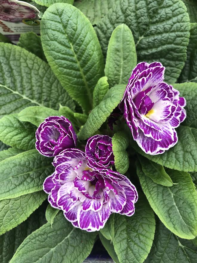 Primula belarina Lively Lilac - Image 2