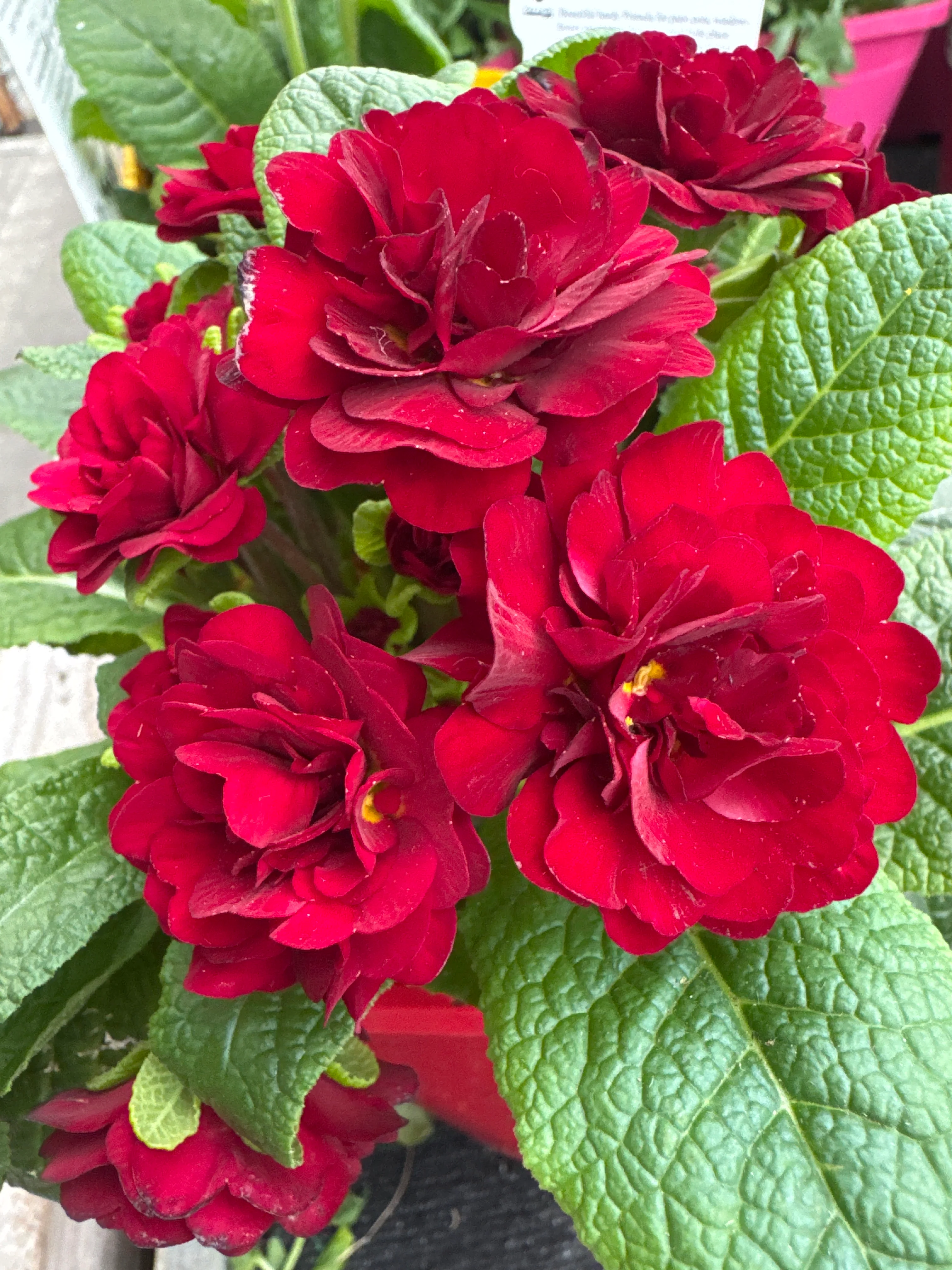 Primula belarina Valentine - Image 3
