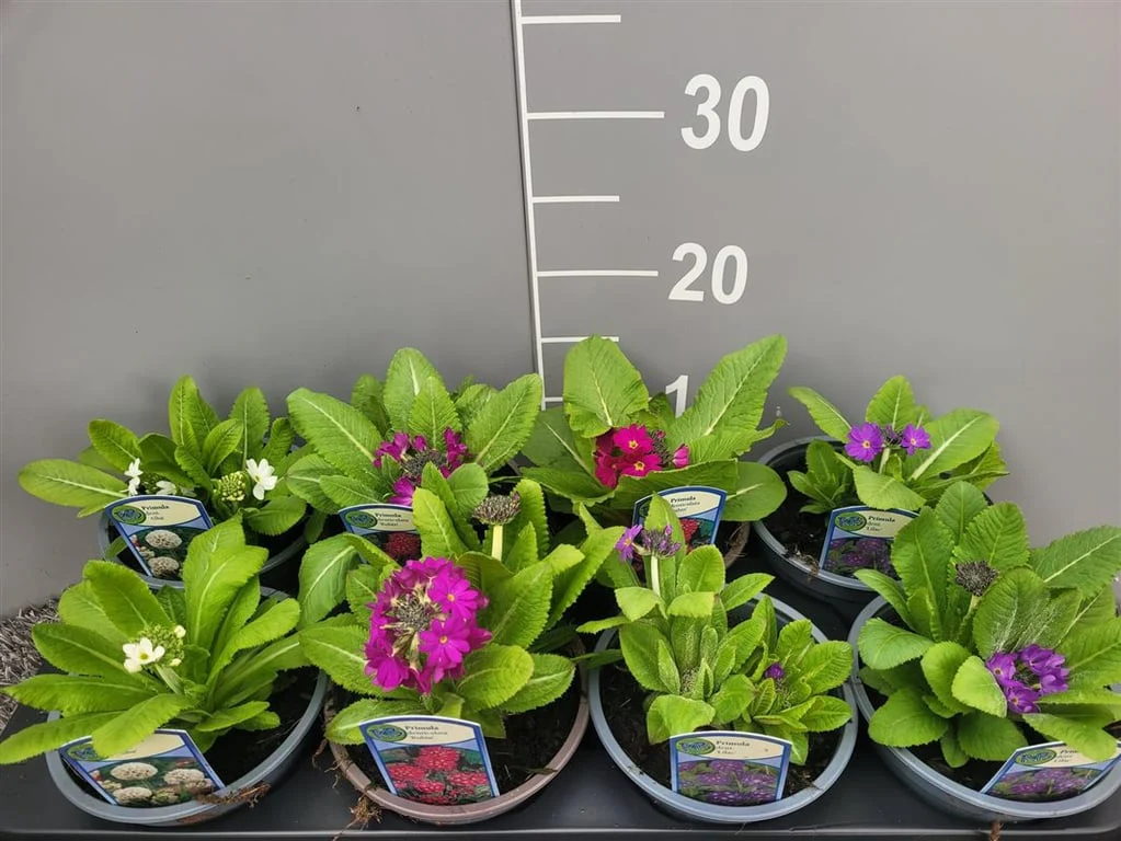 Primula denticulata mix  P13 - Image 2