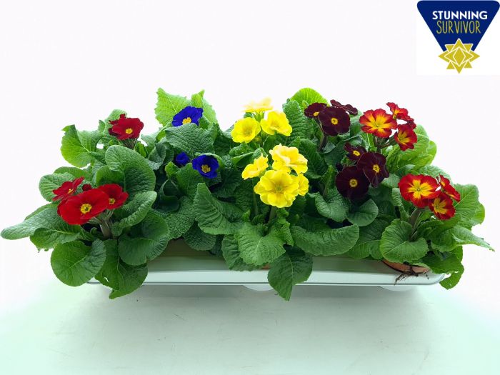 Primula elatior mix  P12