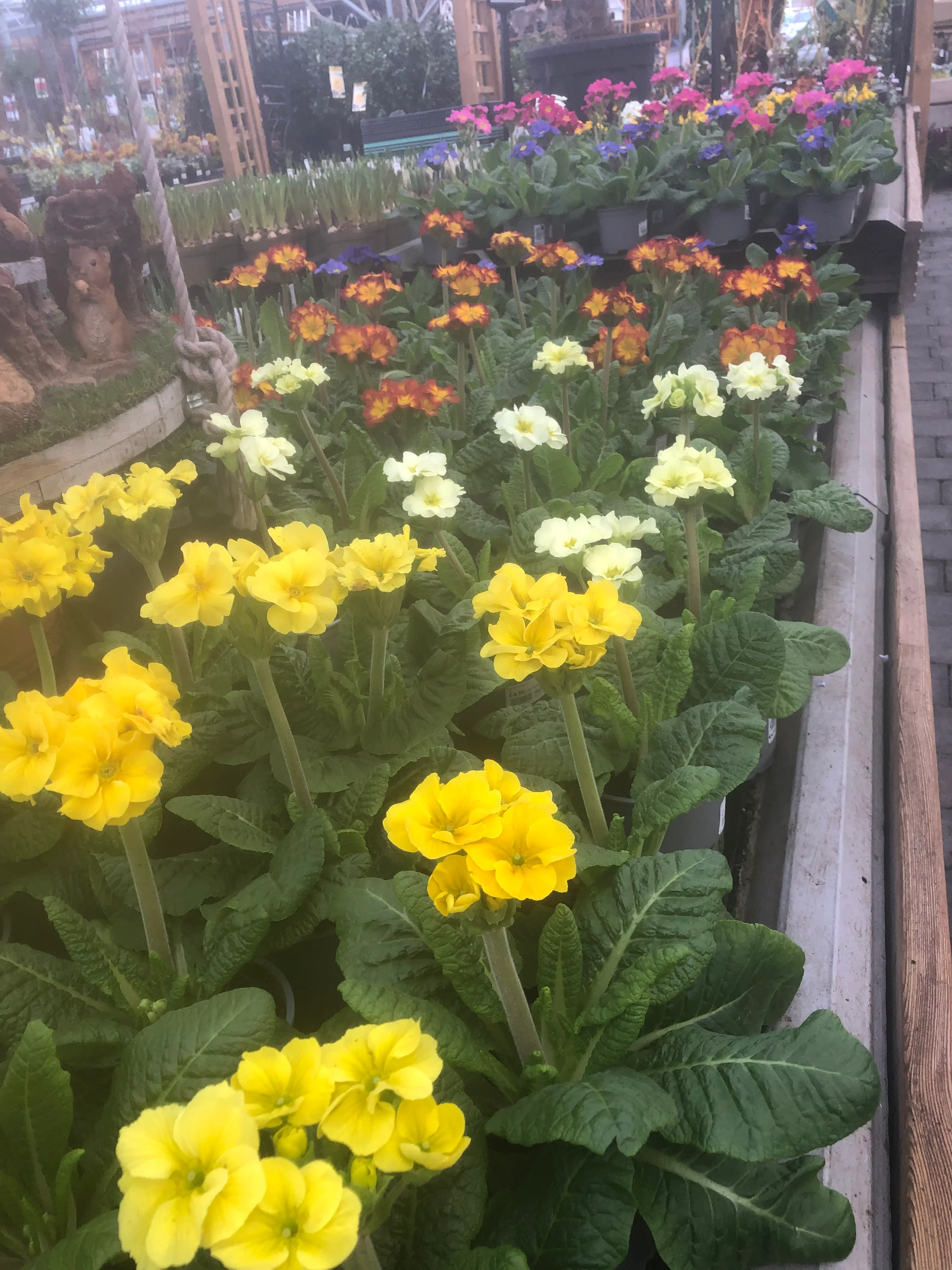 Primula elatior mix  P12 - Image 2