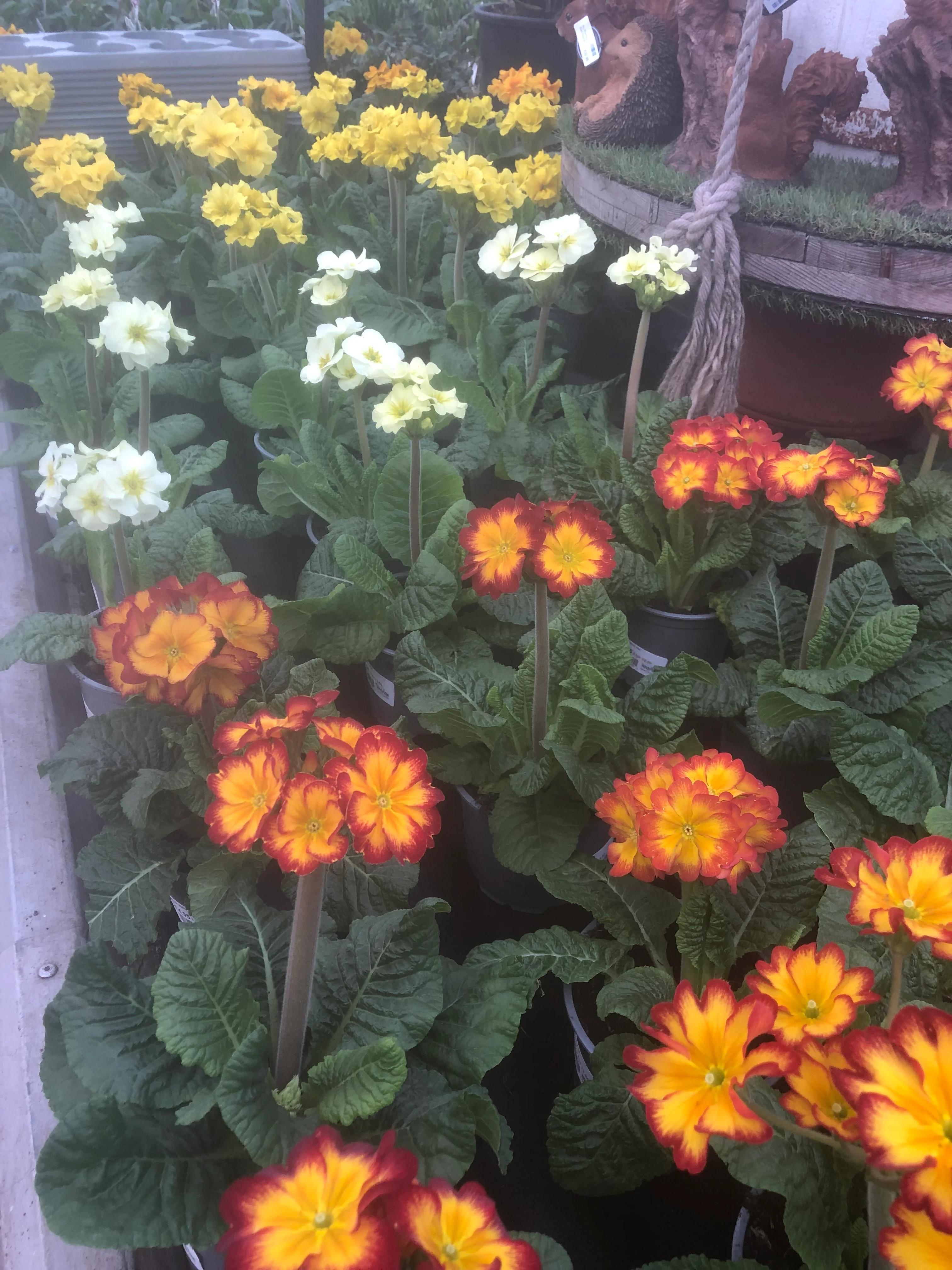 Primula elatior mix  P12 - Image 3