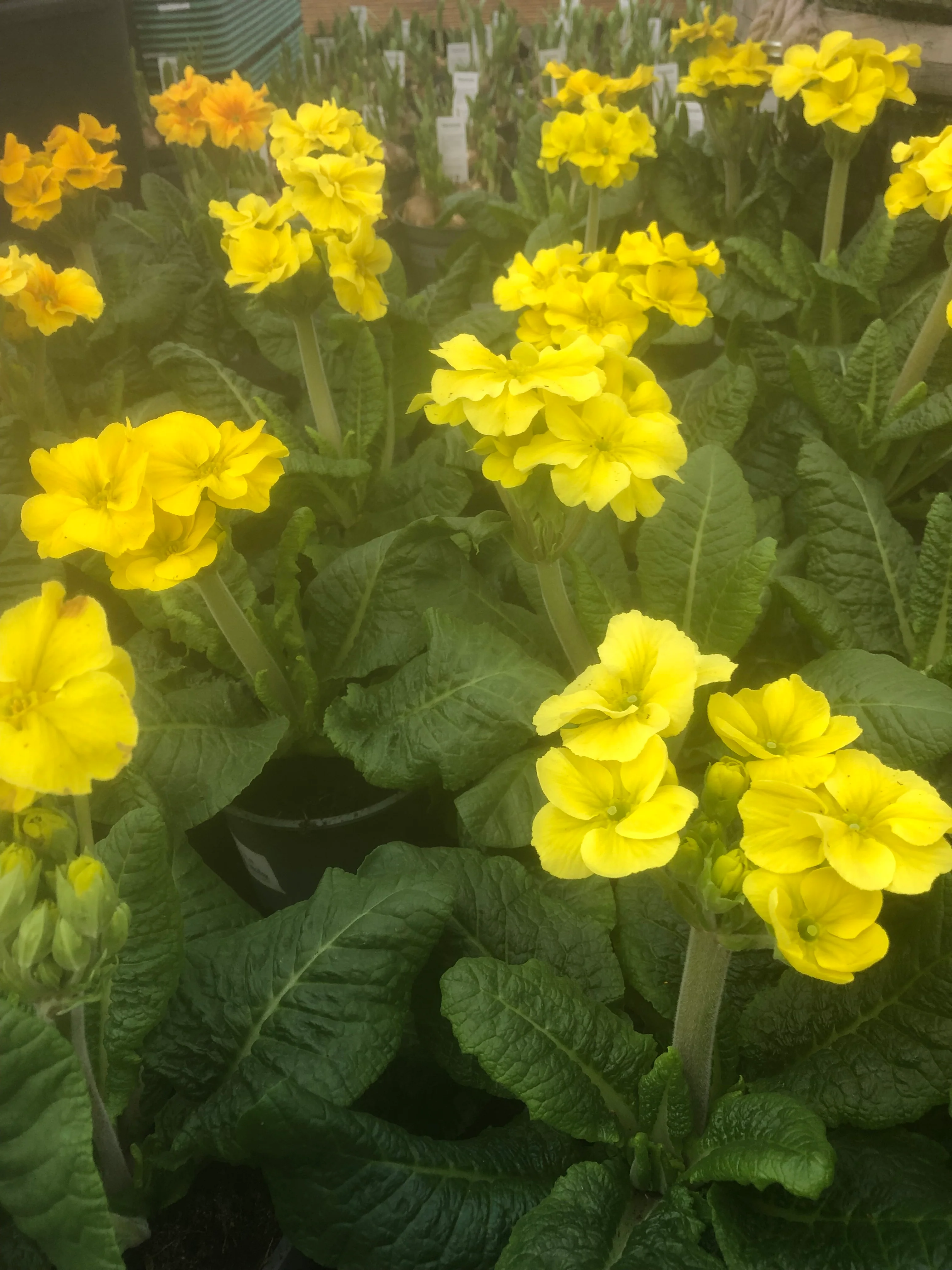 Primula elatior mix  P12 - Image 4