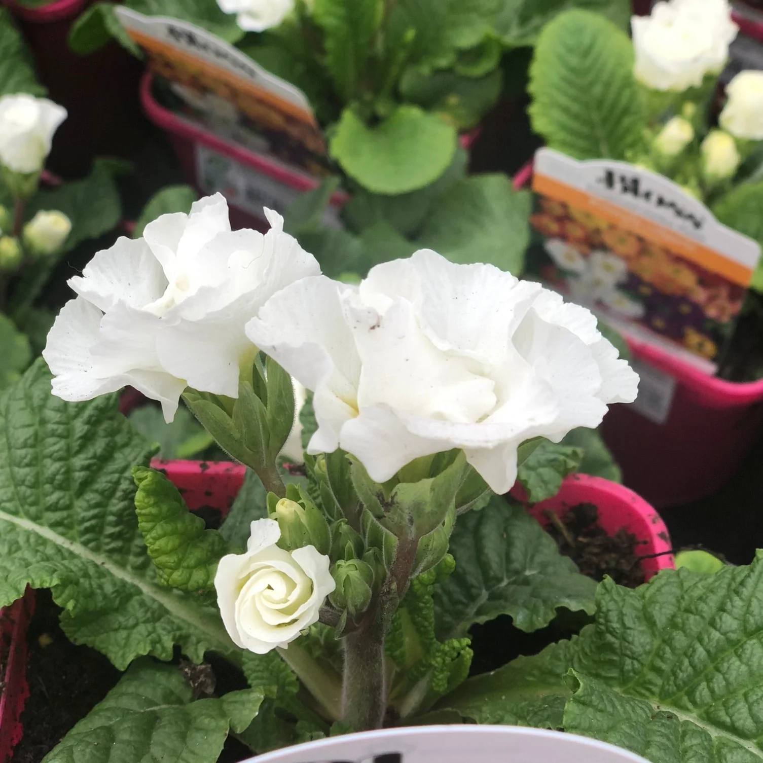 Primula Elle - Image 2