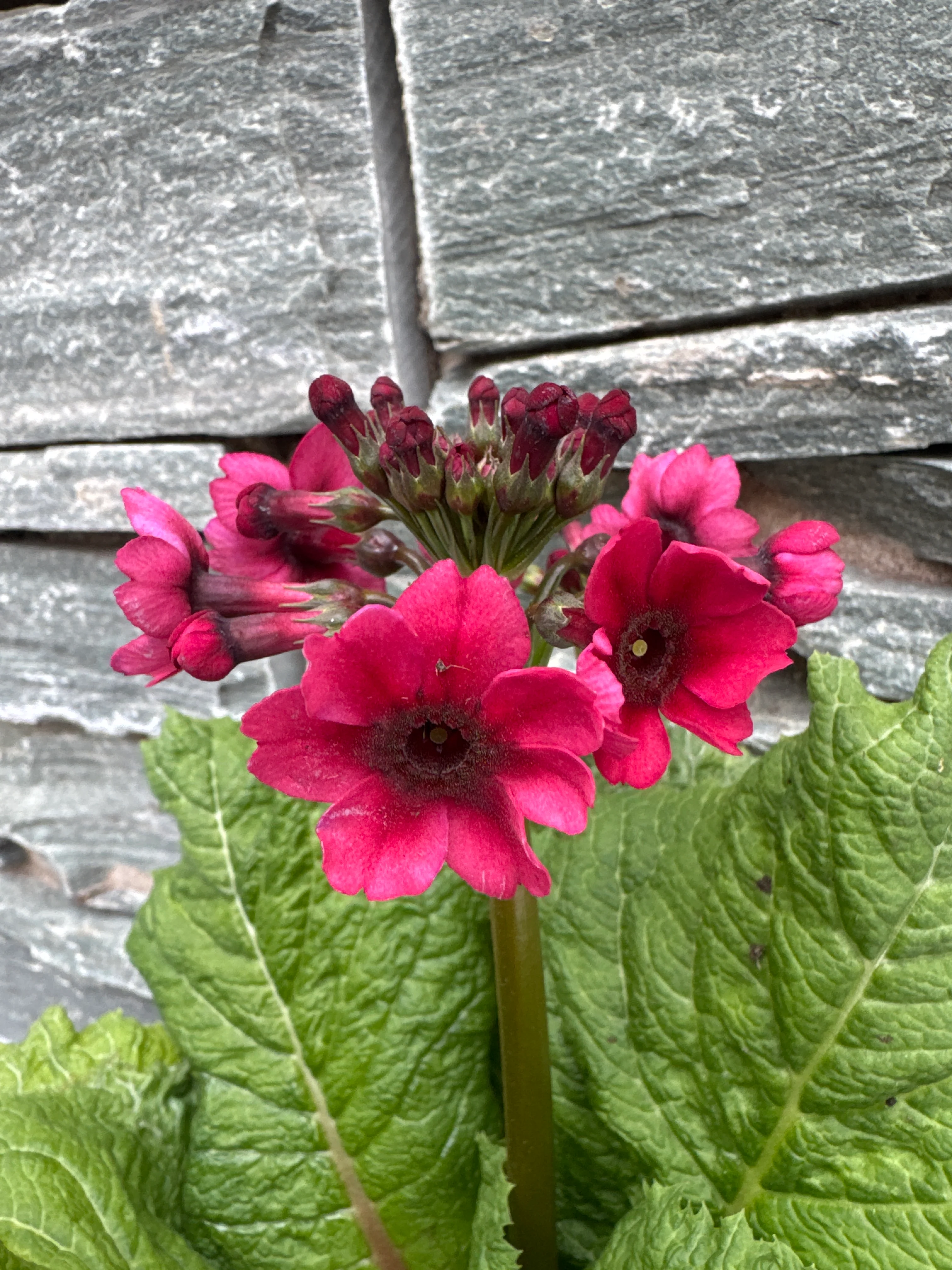 Primula Millers Crimson - Image 3