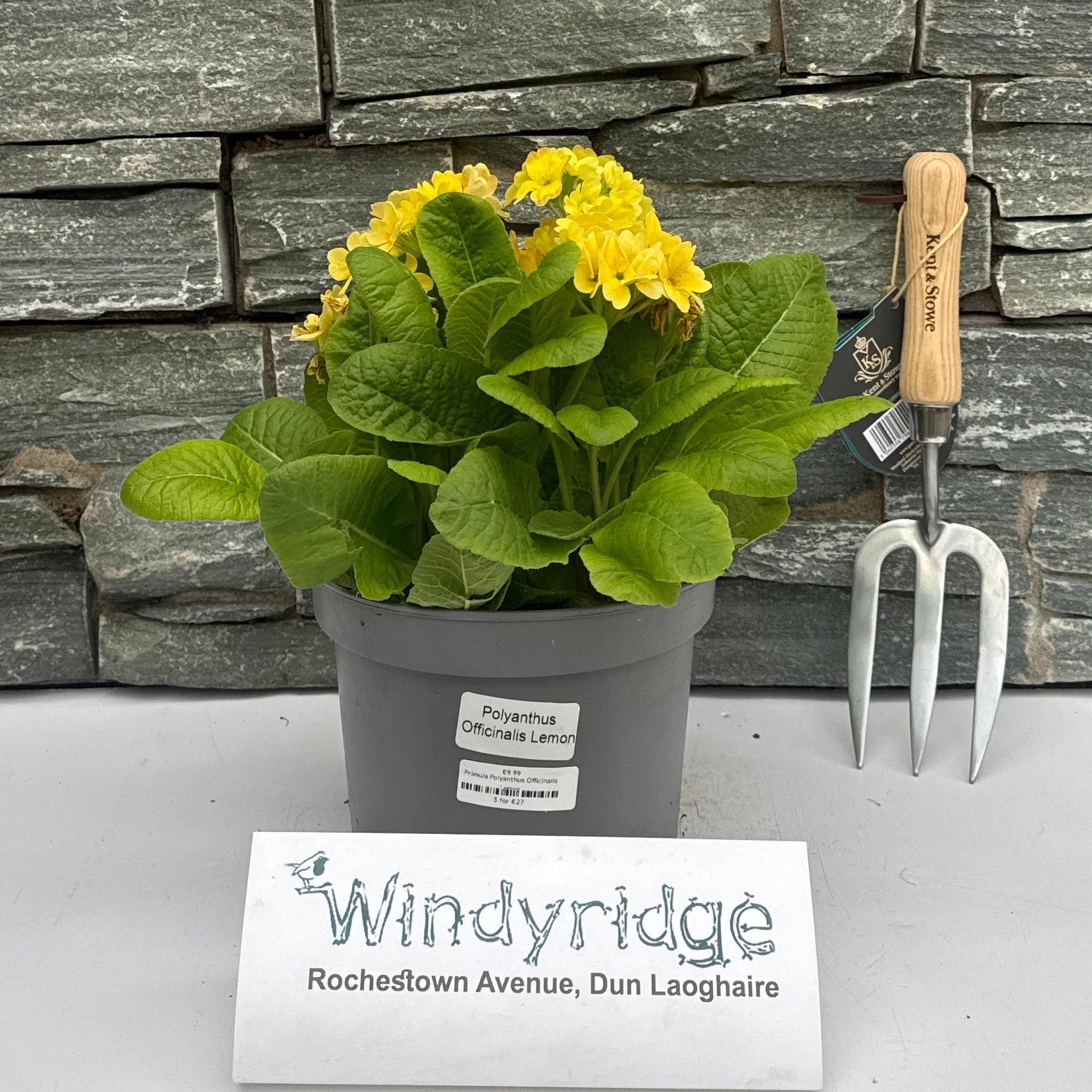 Primula Polyanthus Officinalis Lemon